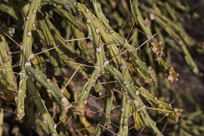 Milton Mine Trail, Organ Pipe Cactus NM