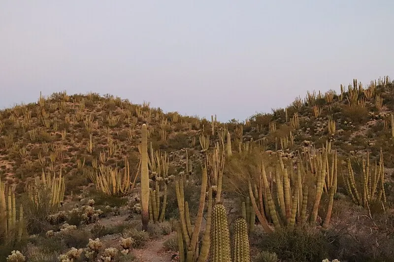 Senita Basin-victoria Mine Trail, Organ Pipe Cactus NM