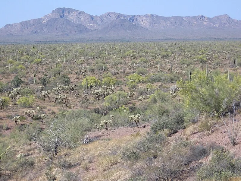 County Road Trail, Organ Pipe Cactus NM