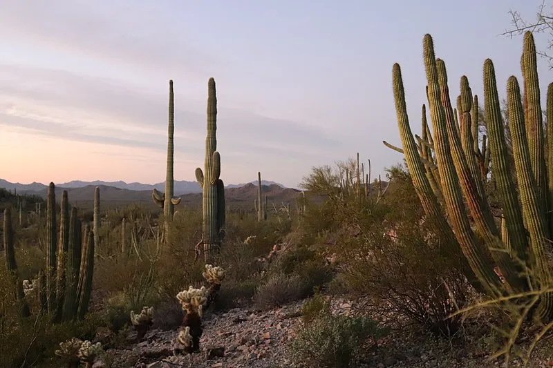 Lost Cabin Trail, Organ Pipe Cactus NM