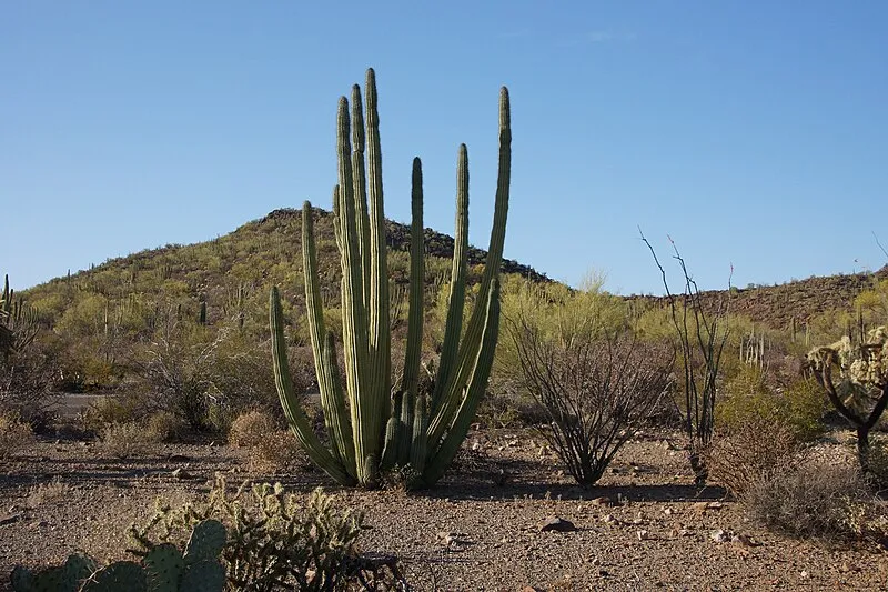 Campground Perimeter Trail, Organ Pipe Cactus NM