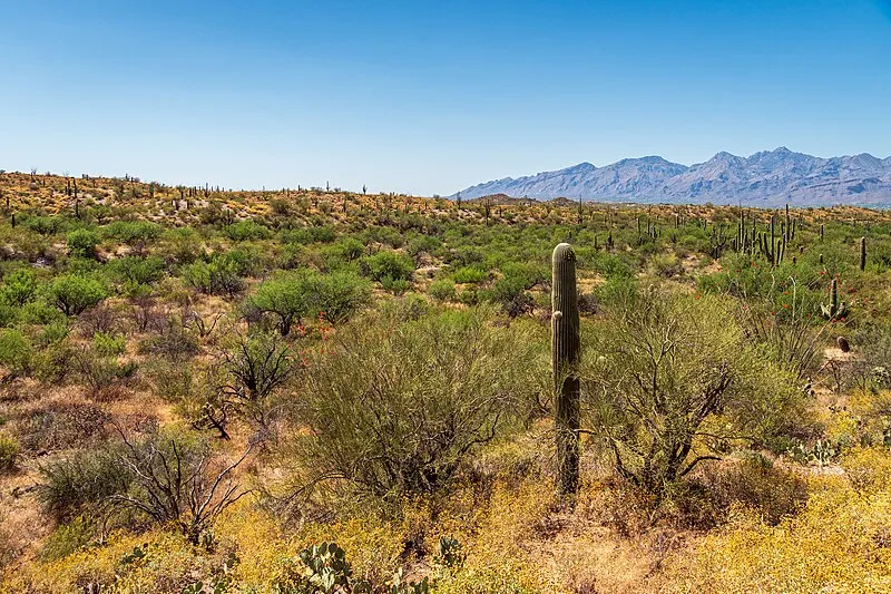 Javelina West Wash Trail, Saguaro National Park