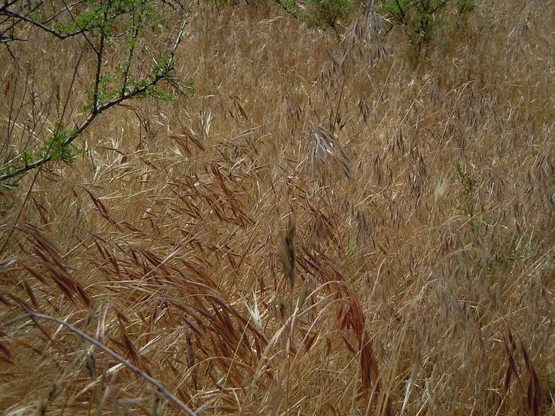 Plateau Point Trail, Grand Canyon National Park