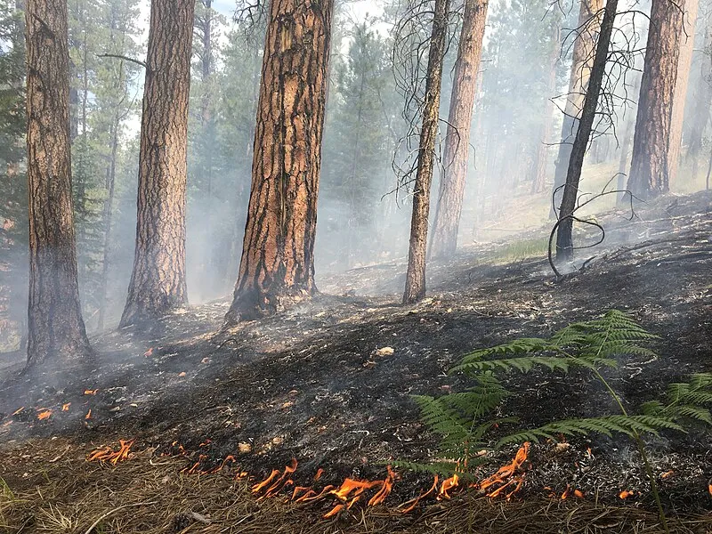 Powell Plateau Trail, Coconino