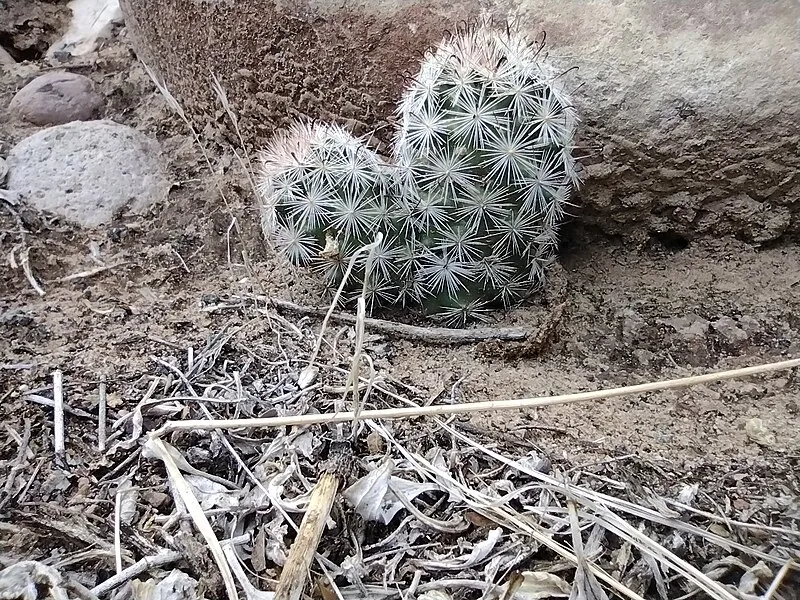 Thunder River Trail (SE, 3mi), Coconino