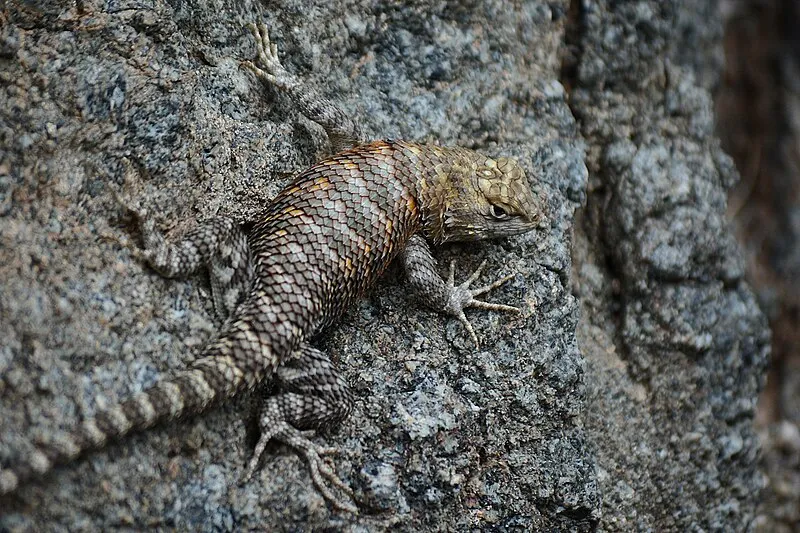 Stone Creek Trail, Coconino