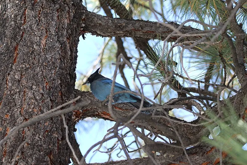 Tiyo Point Trail, Grand Canyon National Park