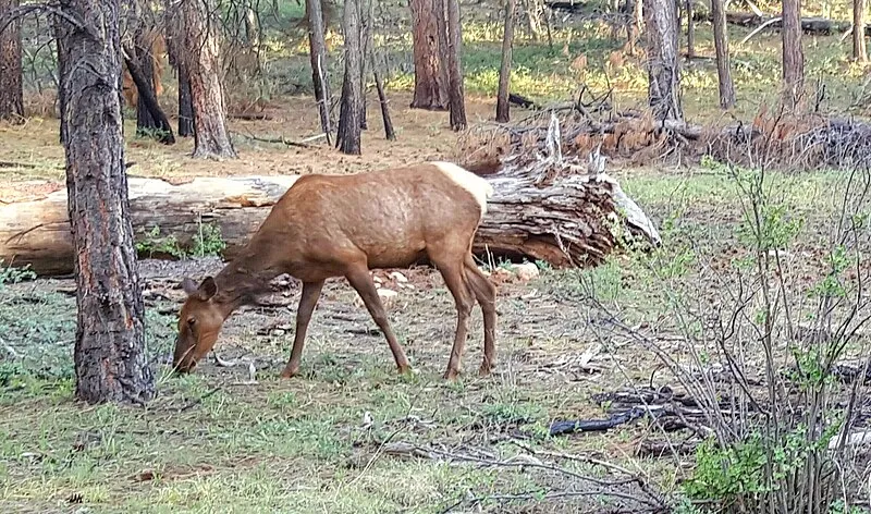 Trailer Village Greenway Spur, Grand Canyon National Park