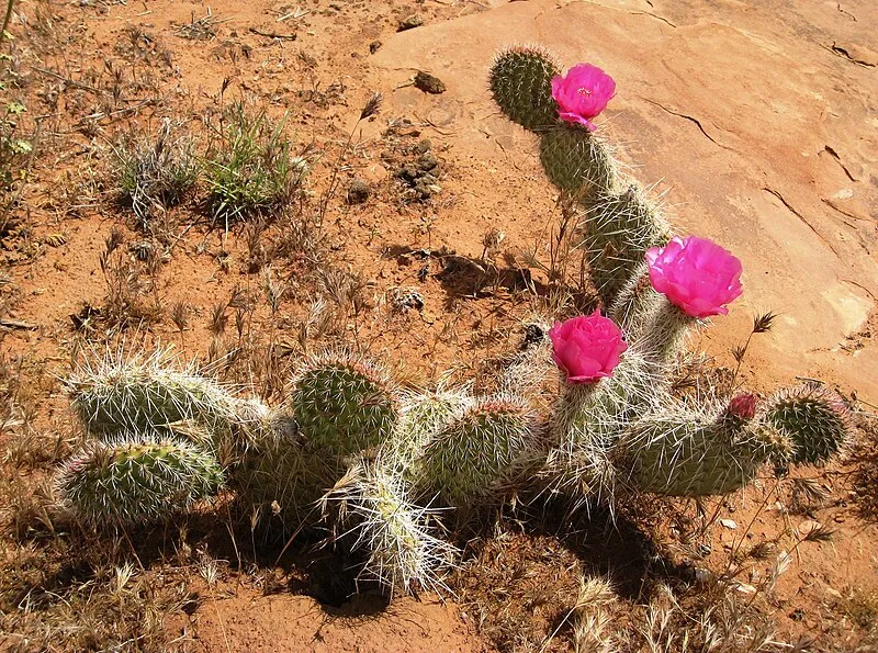 Tuckup Alternate Trail, Mohave