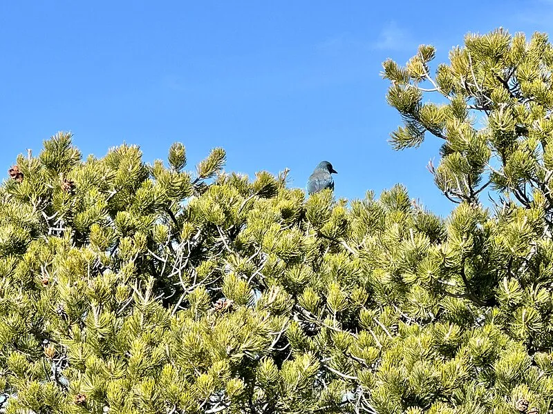 Echo Canyon Trail, Chiricahua National Monument
