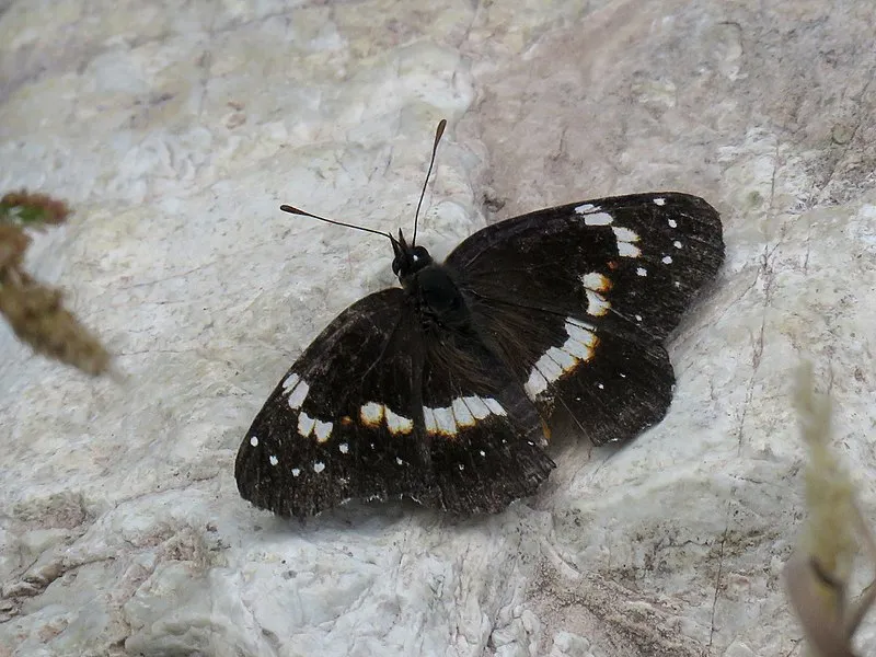 Crest Trail, Cochise