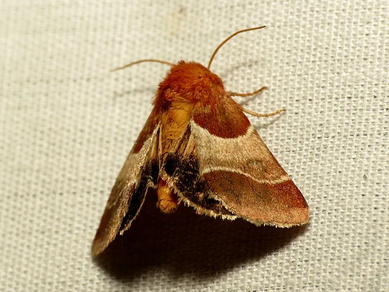 Picnic Trail, Coronado National Memorial
