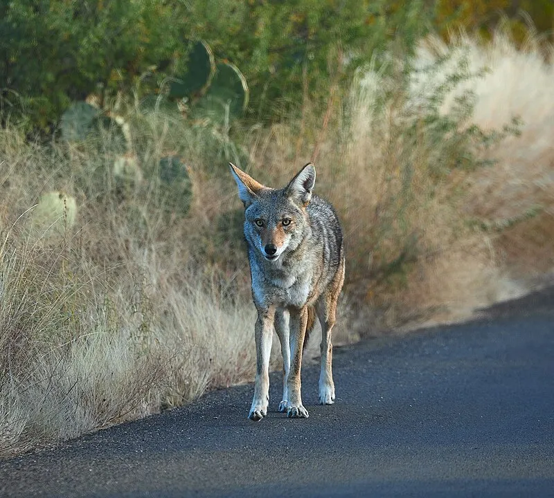 Mesquite Trail, Saguaro National Park