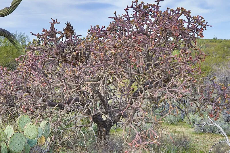 Wildhorse Trail, Saguaro National Park