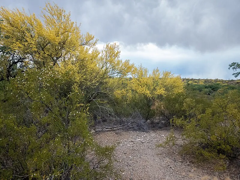 Lime Falls Trail, Saguaro National Park
