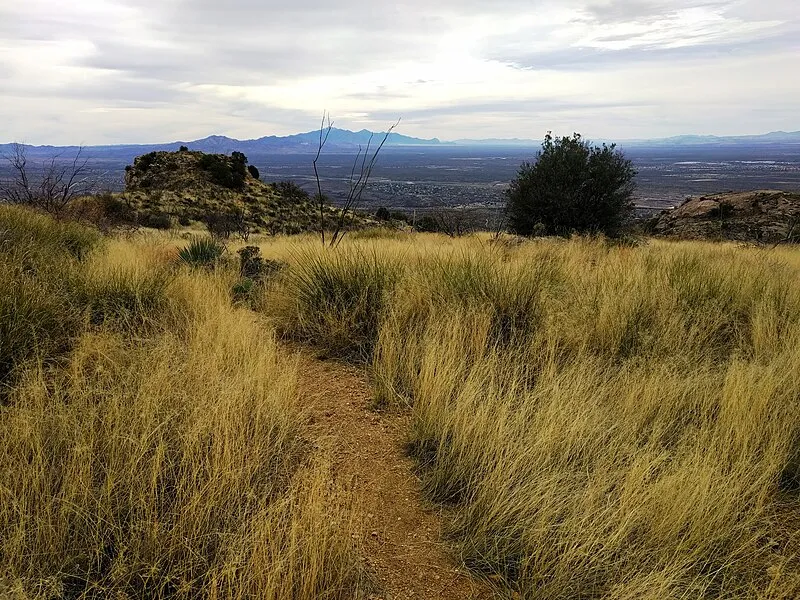 Hope Camp Trail, Saguaro National Park