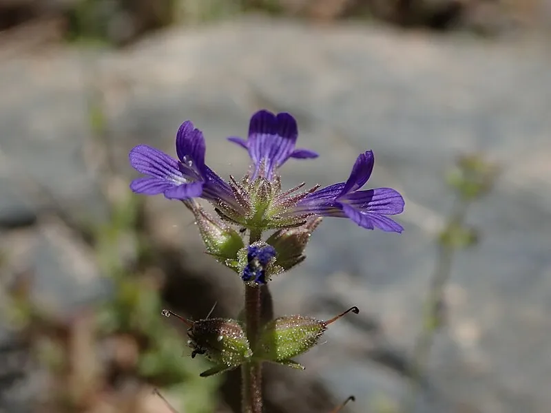 Bridal Wreath Falls Trail, Saguaro National Park