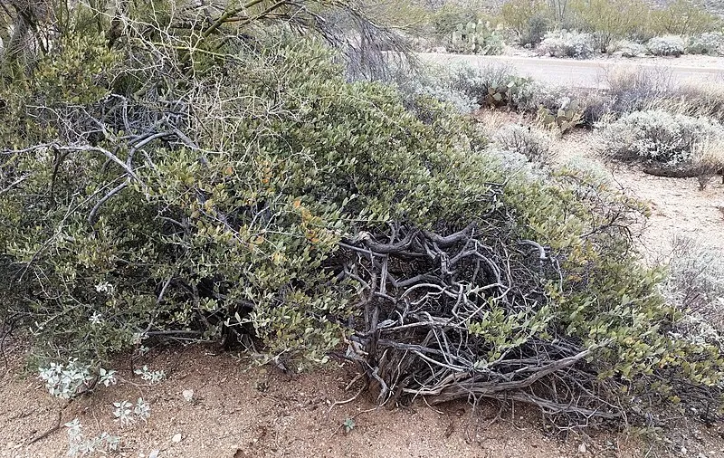 Freeman Homestead Trailhead, Saguaro National Park
