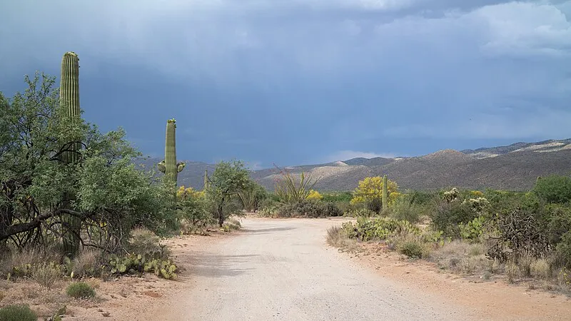Javelina Wash Trail, Saguaro National Park