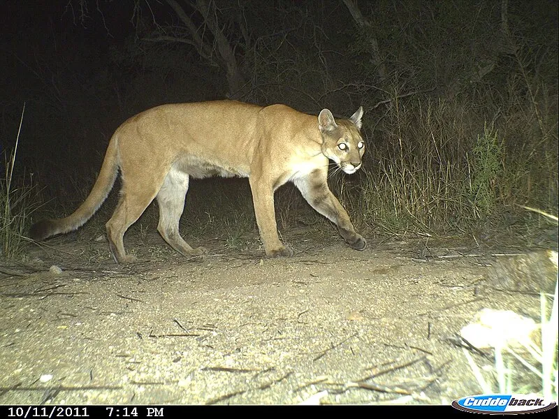 North Coyote Wash Trail, Saguaro National Park