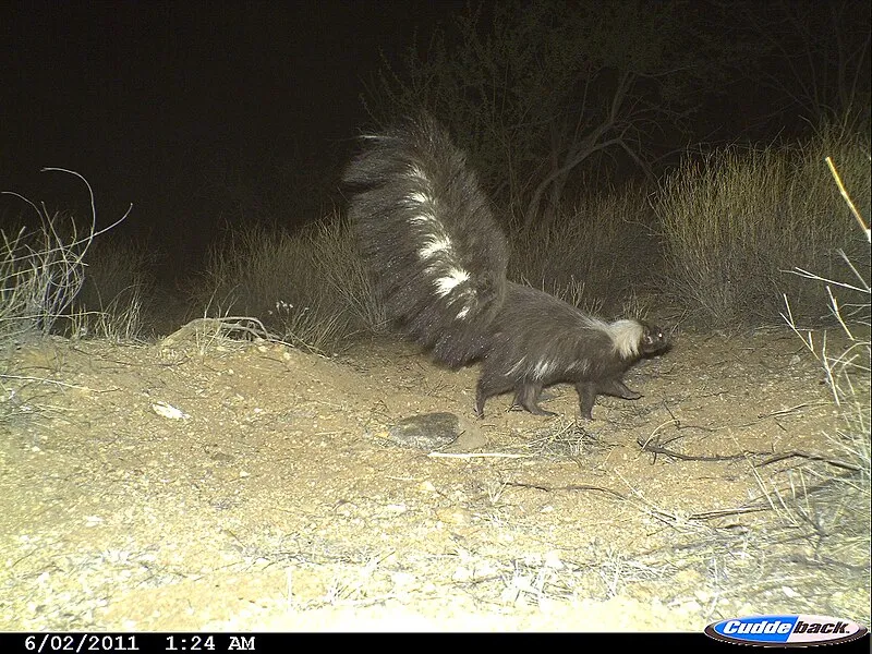 Carrillo Trail, Saguaro National Park