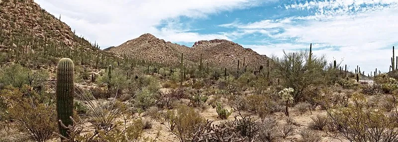 Sus Picnic Area, Saguaro National Park