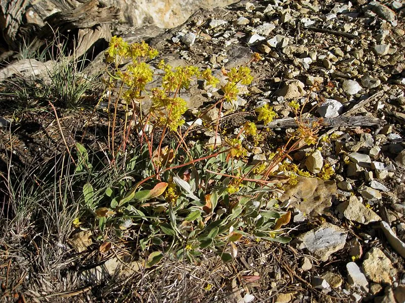 Angels Window Trail, Grand Canyon National Park