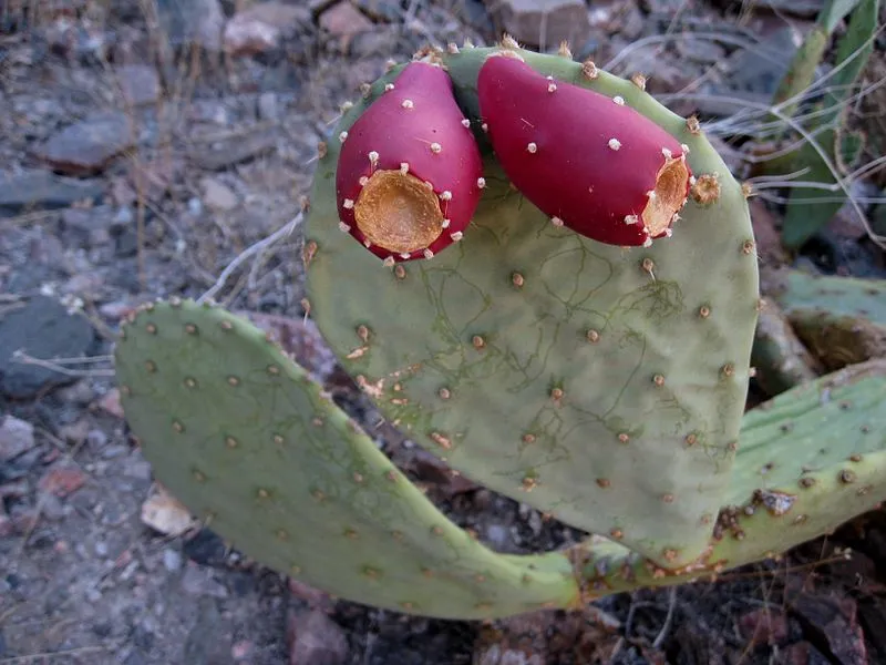 Clear Creek Trail, Grand Canyon National Park