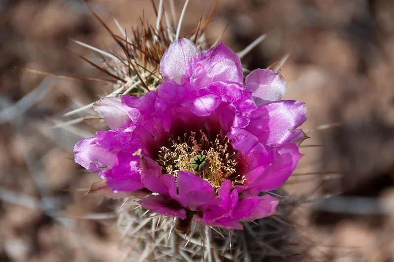 Coyote Pass Trail, Pima