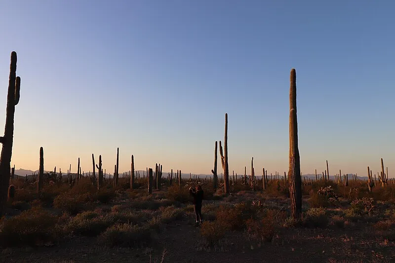 Grass Canyon Access Trail, Organ Pipe Cactus NM