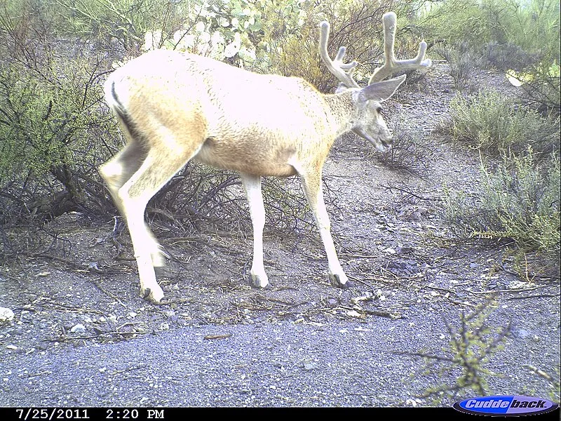 Ironwood Forest Trail, Pima