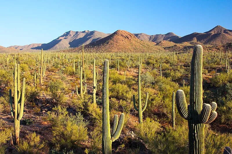 Signal Hill Picnic Area, Pima
