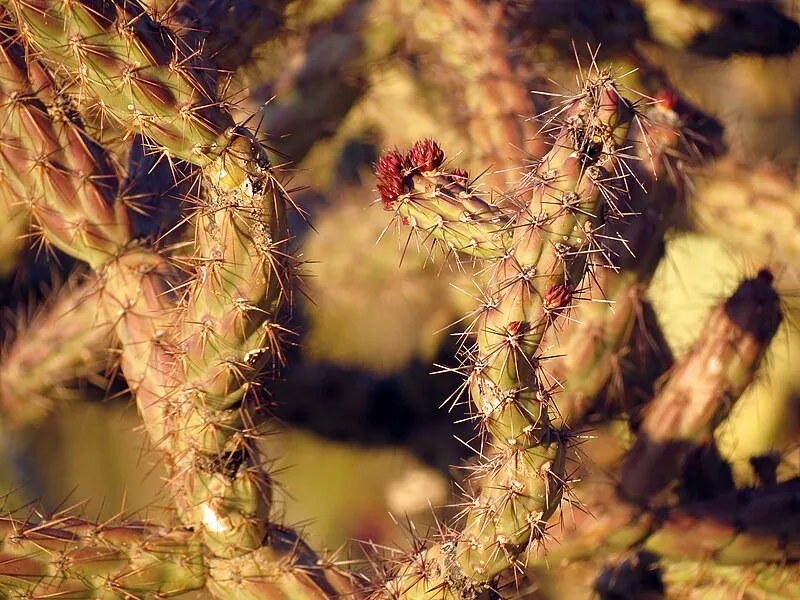 King Canyon Trail, Pima