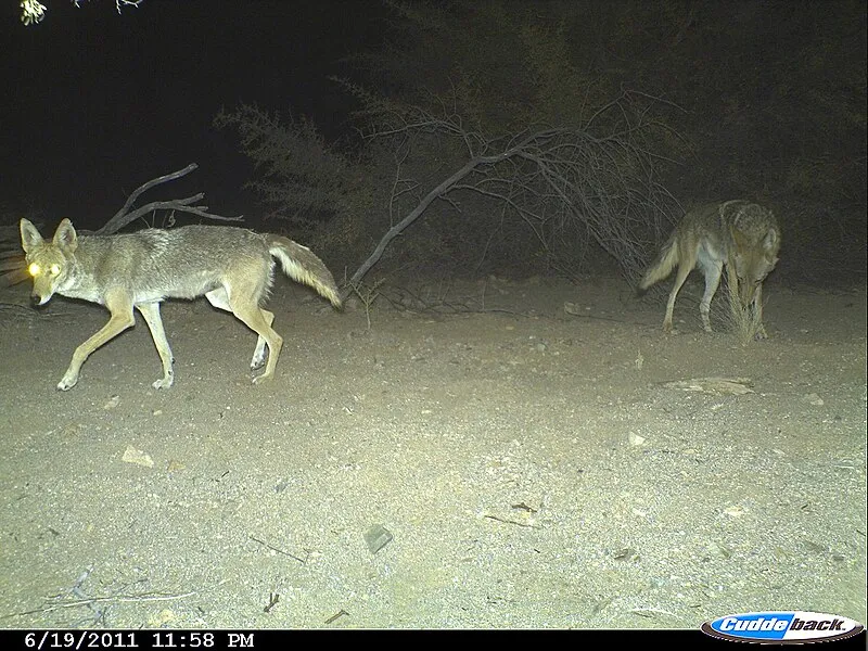 Desert Winds Trail, Pima