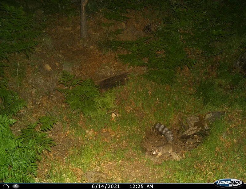 Deerhead Spring Trail, Saguaro National Park