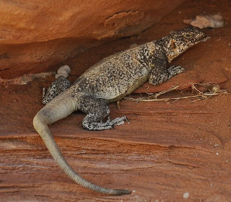 Rim Trail, Glen Canyon NRA