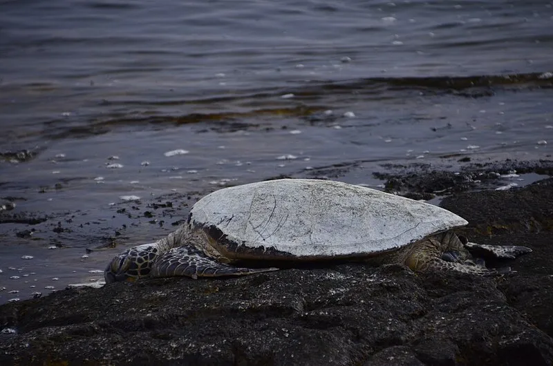 Ala Mamalahoa Trail, Kaloko-honokōhau NHP
