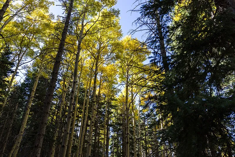 Abineau Trail, Coconino