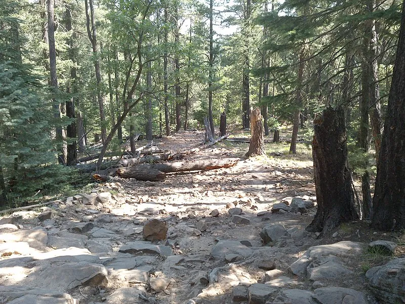 Bear Snowmobile Loop, Coconino