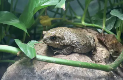 Arizona Toad