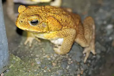 Cane Toad