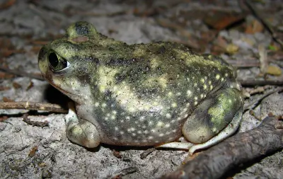 Couch's Spadefoot