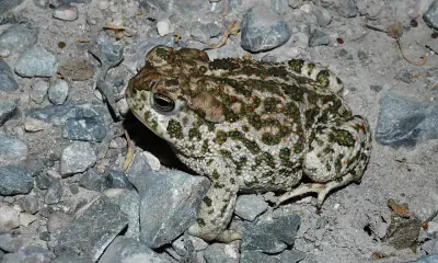 Great Plains Toad