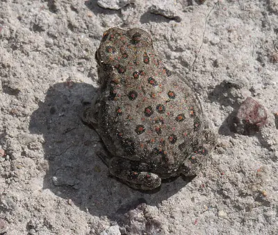 Mexican Spadefoot