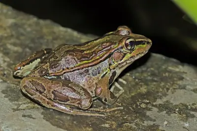 Northern Leopard Frog
