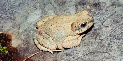 Red-spotted Toad
