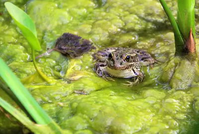 Relict Leopard Frog
