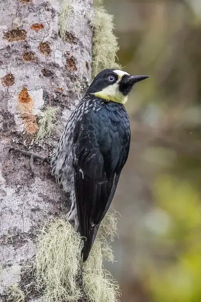 Acorn Woodpecker