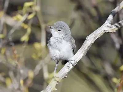 Black-tailed Gnatcatcher