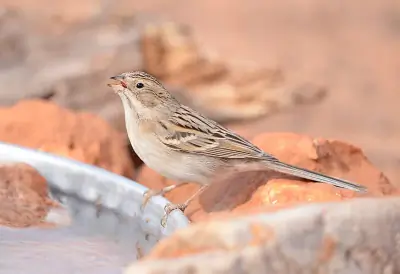 Brewer's Sparrow